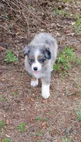 Clover, a female Australian Shepherd for sale in Dunnellon, FL – 8 of 9