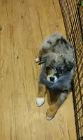 Clementine, a female Australian Shepherd for sale in Dunnellon, FL – 6 of 8