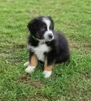 Beyonce, a female Australian Shepherd for sale in Dunnellon, FL – 7 of 10