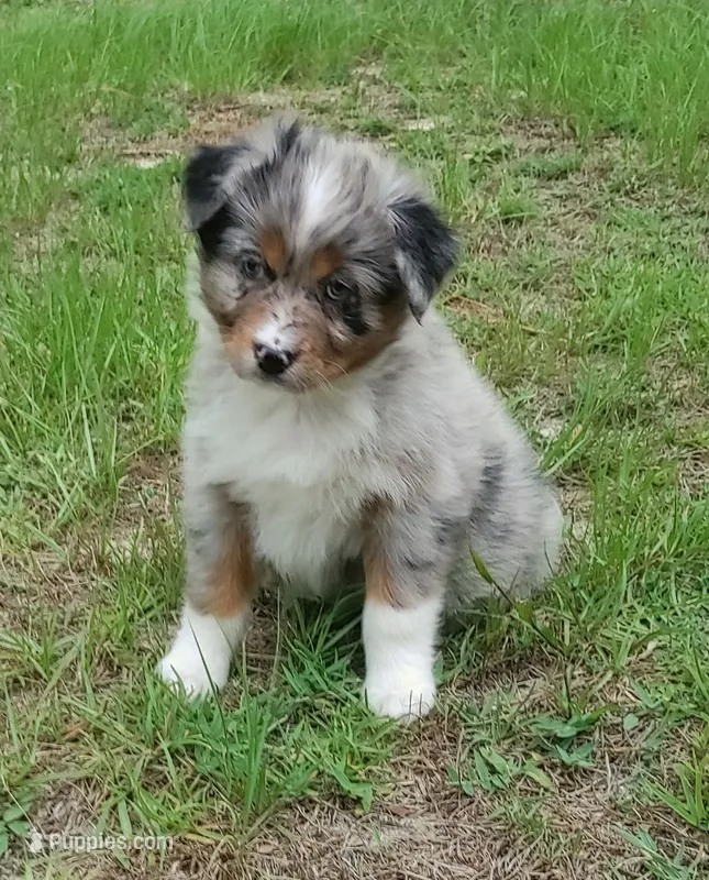 Beauty – Australian Shepherd puppy for sale in Dunnellon, FL