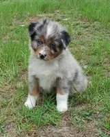 Beauty, a male Australian Shepherd for sale in Dunnellon, FL – 1 of 10