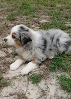 Benny, a male Australian Shepherd for sale in Dunnellon, FL – 7 of 10