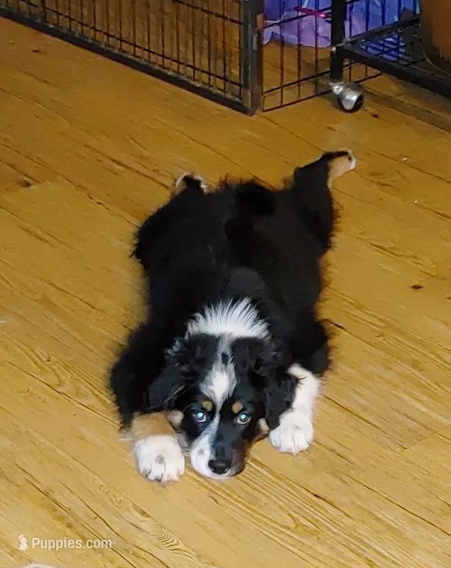 Cricket – Australian Shepherd puppy for sale in Dunnellon, FL