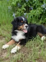 Beetle, a female Australian Shepherd for sale in Dunnellon, FL – 5 of 10