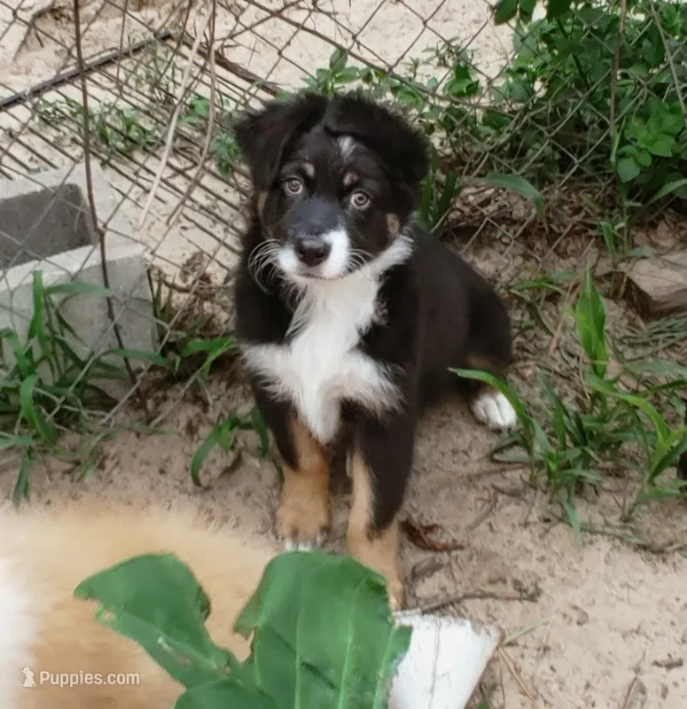 Cowboy – Australian Shepherd puppy for sale in Dunnellon, FL