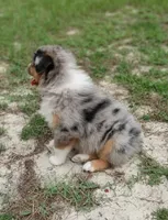 Bronco, a male Australian Shepherd for sale in Dunnellon, FL – 9 of 10