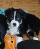Dudley, a male Australian Shepherd for sale in Dunnellon, FL – Photo 1 of 2