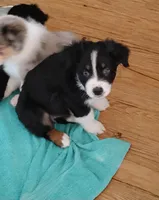 Dudley, a male Australian Shepherd for sale in Dunnellon, FL – Photo 2 of 2