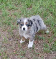 Clover, a female Australian Shepherd for sale in Dunnellon, FL – 1 of 9