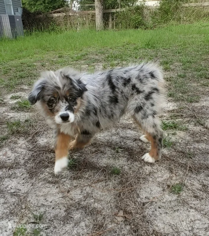 Clementine – Australian Shepherd puppy for sale in Dunnellon, FL