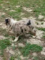 Beauty, a male Australian Shepherd for sale in Dunnellon, FL – 7 of 10