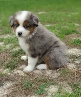 Breezy, a female Australian Shepherd for sale in Dunnellon, FL – 5 of 10