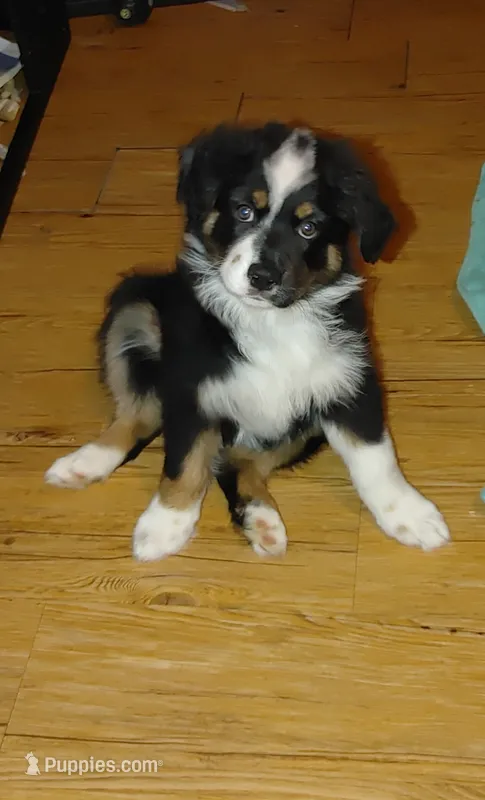Cricket – Australian Shepherd puppy for sale in Dunnellon, FL