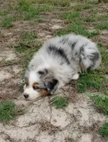 Benny, a male Australian Shepherd for sale in Dunnellon, FL – 10 of 10