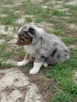 Beauty, a male Australian Shepherd for sale in Dunnellon, FL – 9 of 10