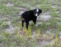 Cricket, a female Australian Shepherd for sale in Dunnellon, FL – 6 of 10