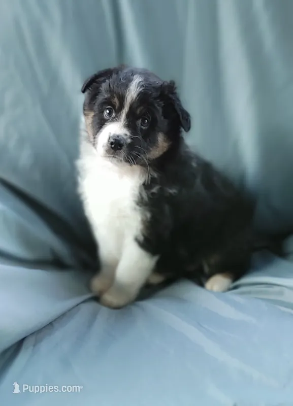 Porcha – Australian Shepherd puppy for sale in Dunnellon, FL