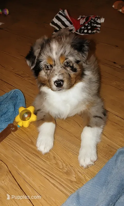 Beauty – Australian Shepherd puppy for sale in Dunnellon, FL
