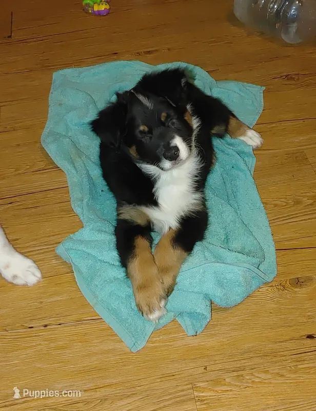 Cowboy – Australian Shepherd puppy for sale in Dunnellon, FL
