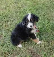 Butler, a male Australian Shepherd for sale in Dunnellon, FL – 2 of 10