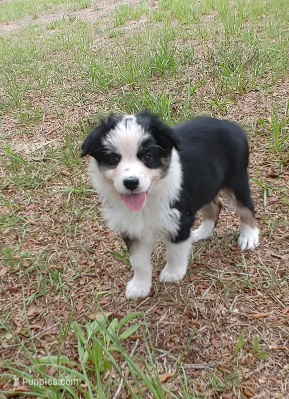 Calypso – Australian Shepherd puppy for sale in Dunnellon, FL