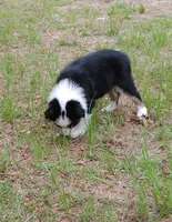 Calypso, a female Australian Shepherd for sale in Dunnellon, FL – 3 of 10