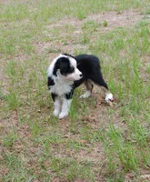 Calypso, a female Australian Shepherd for sale in Dunnellon, FL – 9 of 10