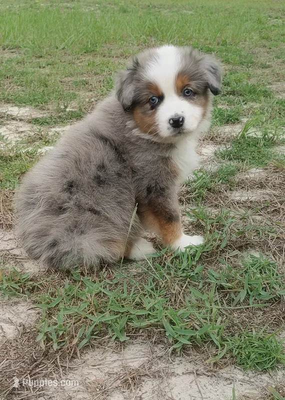 Breezy – Australian Shepherd puppy for sale in Dunnellon, FL