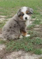 Breezy, a female Australian Shepherd for sale in Dunnellon, FL – 1 of 10