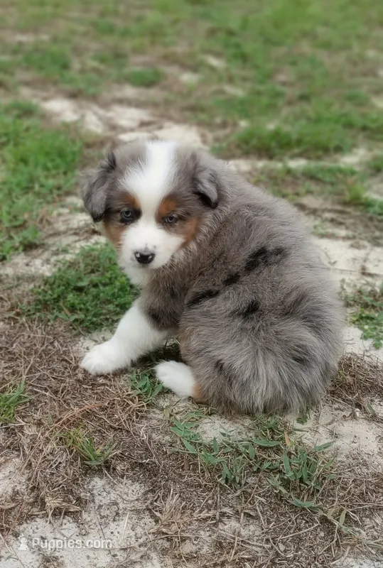 Breezy – Australian Shepherd puppy for sale in Dunnellon, FL