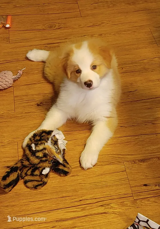 Jerry – Australian Shepherd puppy for sale in Dunnellon, FL