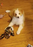 Jerry, a male Australian Shepherd for sale in Dunnellon, FL – 1 of 10