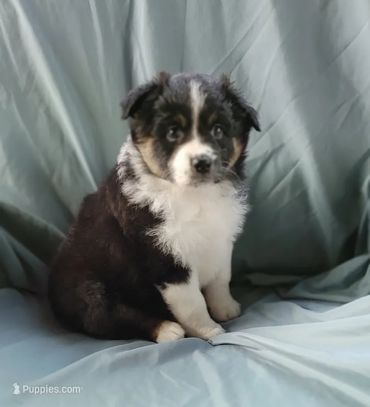 Porcha – Australian Shepherd puppy for sale in Dunnellon, FL