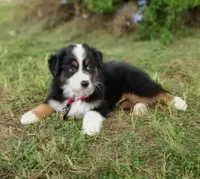 Butler, a male Australian Shepherd for sale in Dunnellon, FL – 1 of 10