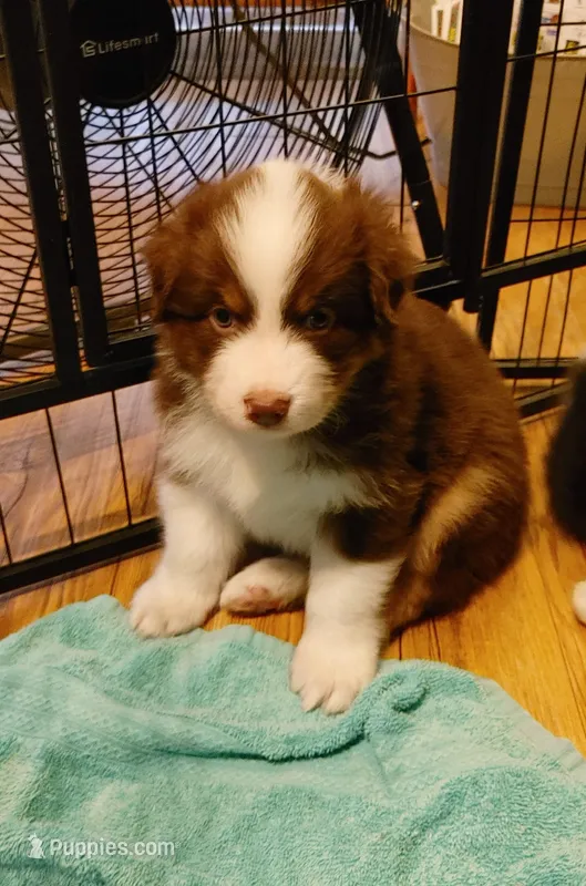 John – Australian Shepherd puppy for sale in Dunnellon, FL