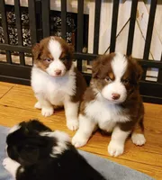 John, a male Australian Shepherd for sale in Dunnellon, FL – Photo 9 of 10