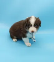 John, a male Australian Shepherd for sale in Dunnellon, FL – Photo 2 of 10