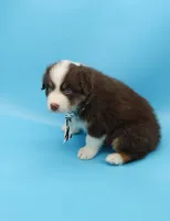 John, a male Australian Shepherd for sale in Dunnellon, FL – Photo 7 of 10