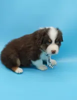 John, a male Australian Shepherd for sale in Dunnellon, FL – Photo 6 of 10