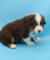 John, a male Australian Shepherd for sale in Dunnellon, FL – Photo 1 of 10