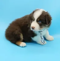 John, a male Australian Shepherd for sale in Dunnellon, FL – Photo 3 of 10