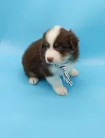 John, a male Australian Shepherd for sale in Dunnellon, FL – Photo 10 of 10