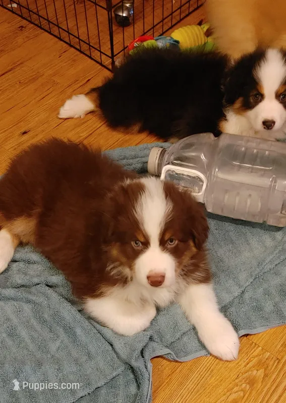 John – Australian Shepherd puppy for sale in Dunnellon, FL