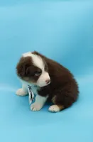 John, a male Australian Shepherd for sale in Dunnellon, FL – Photo 4 of 10