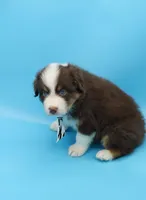 John, a male Australian Shepherd for sale in Dunnellon, FL – Photo 8 of 10