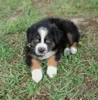 Beyonce, a female Australian Shepherd for sale in Dunnellon, FL – 6 of 10