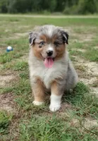 Beauty, a male Australian Shepherd for sale in Dunnellon, FL – 3 of 10