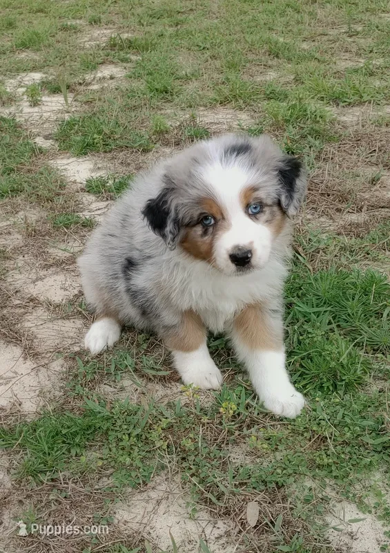 Benny – Australian Shepherd puppy for sale in Dunnellon, FL