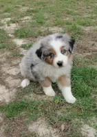 Benny, a male Australian Shepherd for sale in Dunnellon, FL – 1 of 10