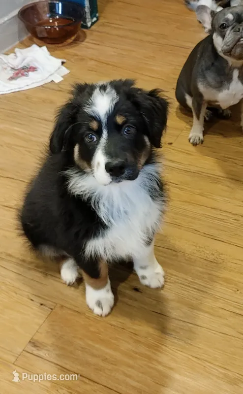 Cricket – Australian Shepherd puppy for sale in Dunnellon, FL